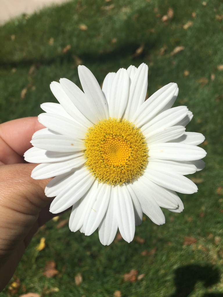 Blog Attachment